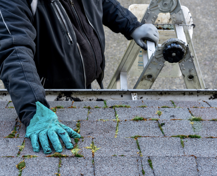 Man Inspecting Moss Covered Shingles on Roof